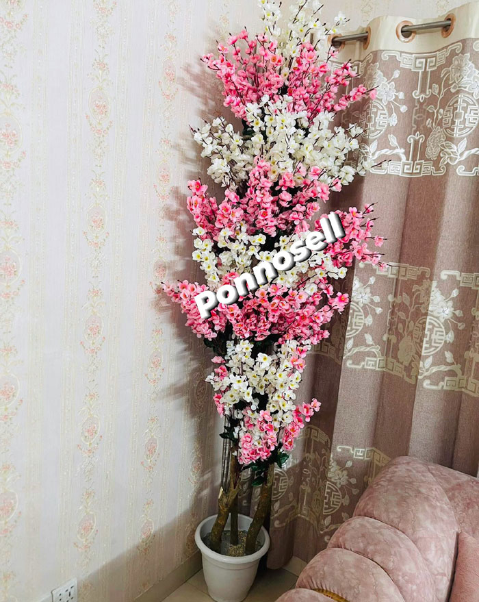 চেরি ফ্লাওয়ার-পিঙ্ক+সাদা