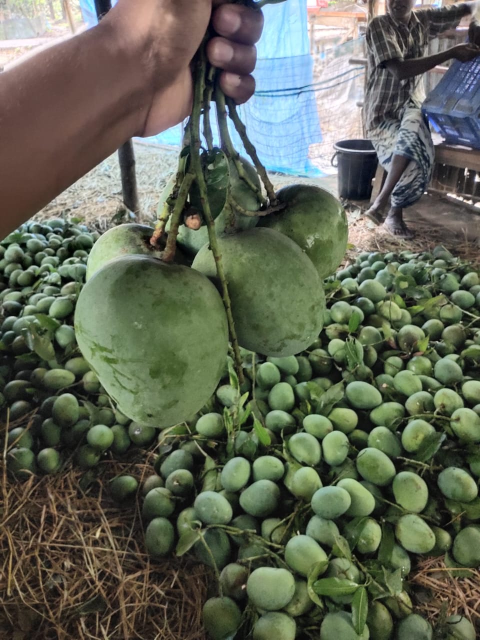 ফরমালিনমুক্ত হিমসাগর আম — ফ্রি  ডেলিভারি সহ  10 KG
